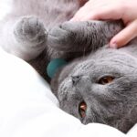 balise radio pour chat