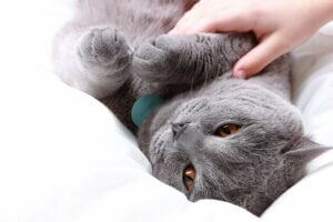 balise radio pour chat