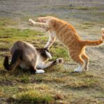 chats se battent