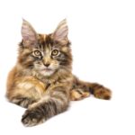 maine coon