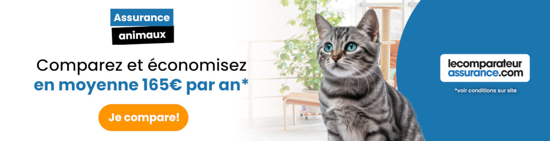 assurance santé pour chat
