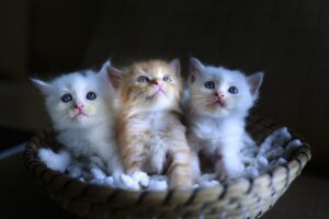 sevrage chatons chat