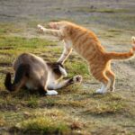 éviter bagarre chats