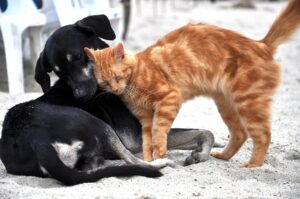 cohabitation chien chat