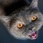 british shorthair chat qui miaule