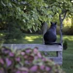 chat dans son jardin