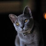 chat gris blue russe