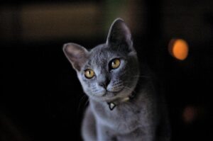 chat gris blue russe