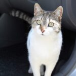 chat en voiture