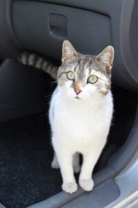 chat en voiture