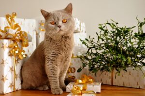 chat cadeaux