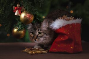 chat noel