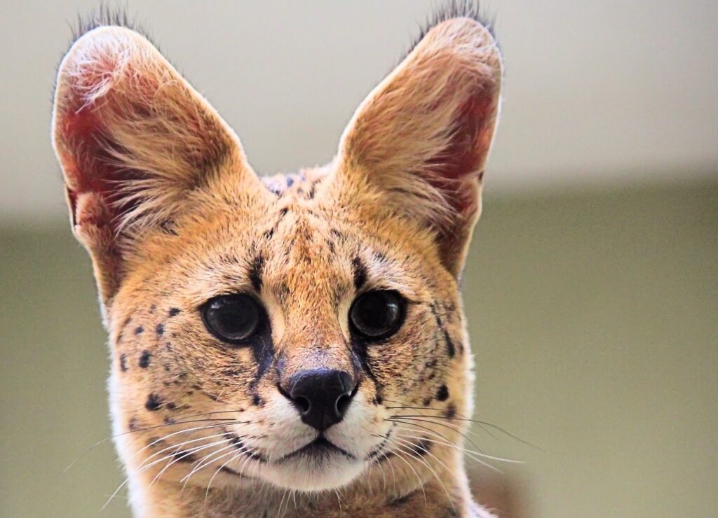 Tête d'un serval