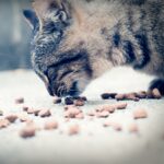 croquettes pour chat par terre