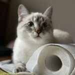chat papier toilette