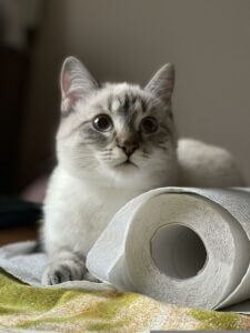 chat papier toilette