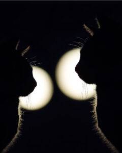 deux chats nuit