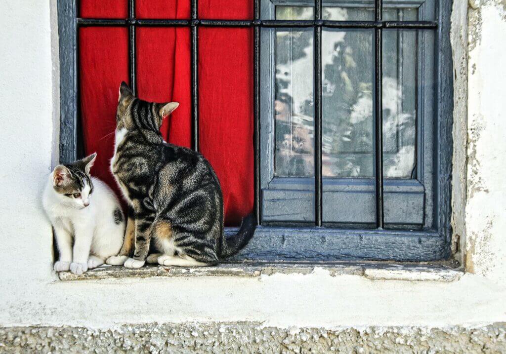 Deux chats à la fenêtre