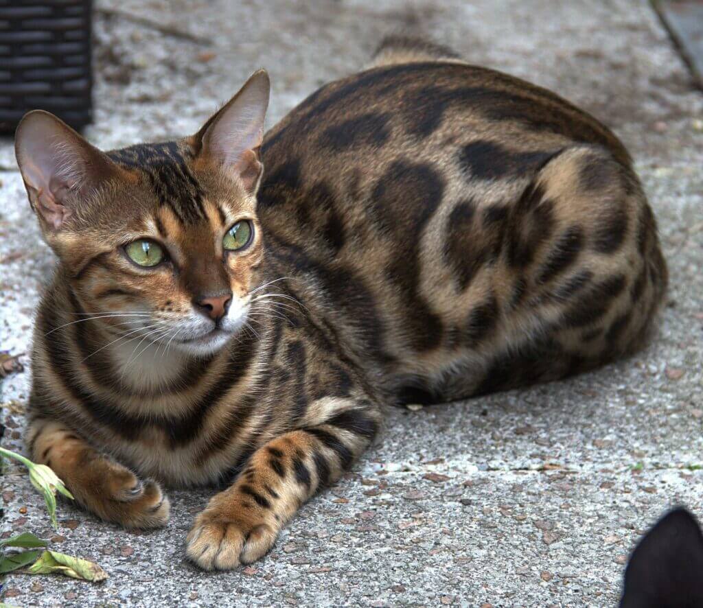 Chat du Bengal