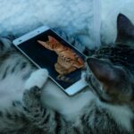 chat et smartphone