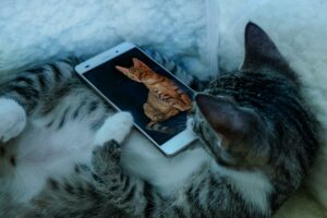 chat et smartphone