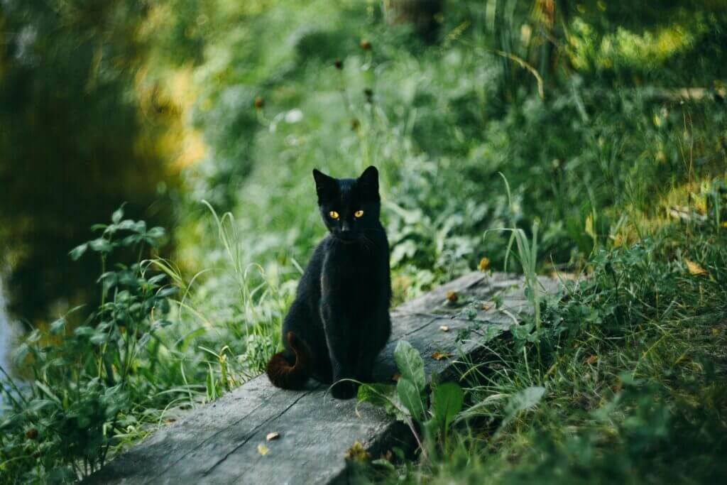 chat dans la forêt