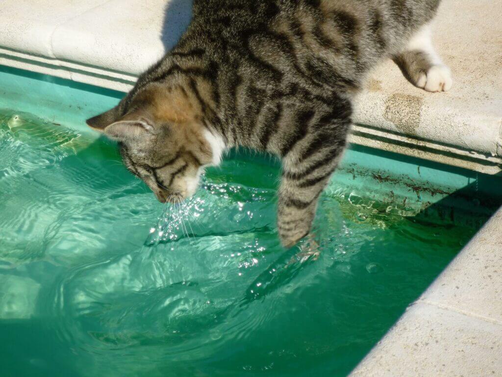 chat bassin d'eau