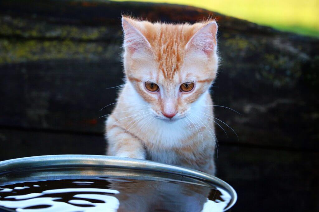 chaton devant une gamelle d'eau