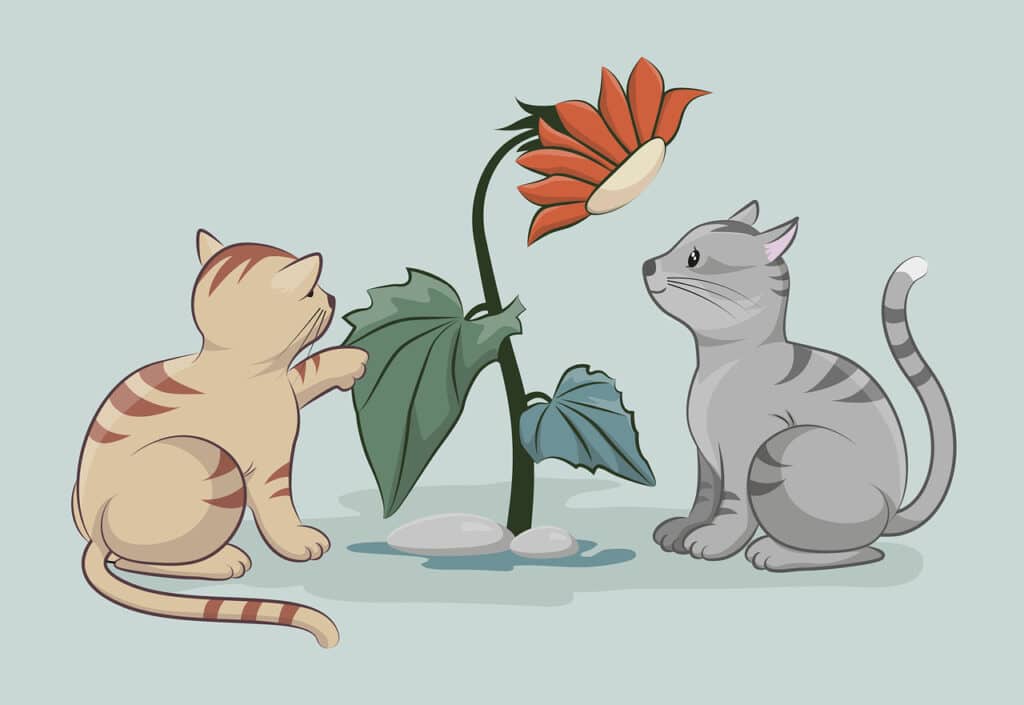 chat et plante