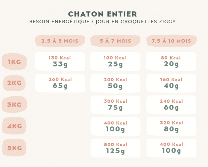besoins alimentaire Chaton entier Ziggy
