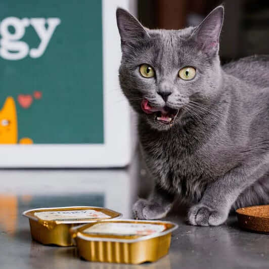 pâtée pour chat Ziggy