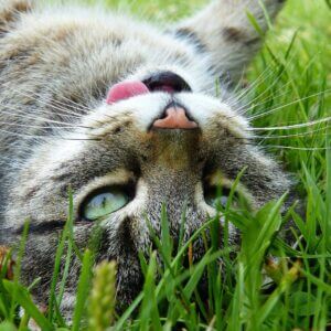 chat dans l'herbe