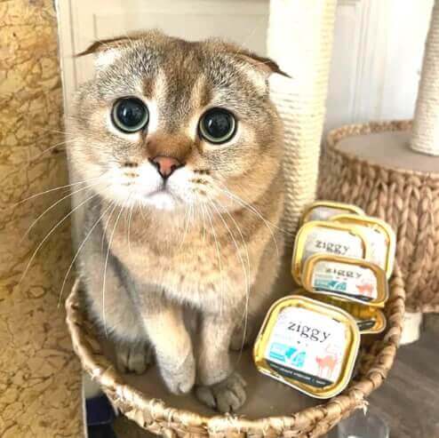 pâtée pour chat Ziggy