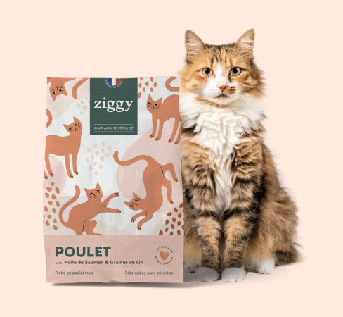 croquette chat Ziggy