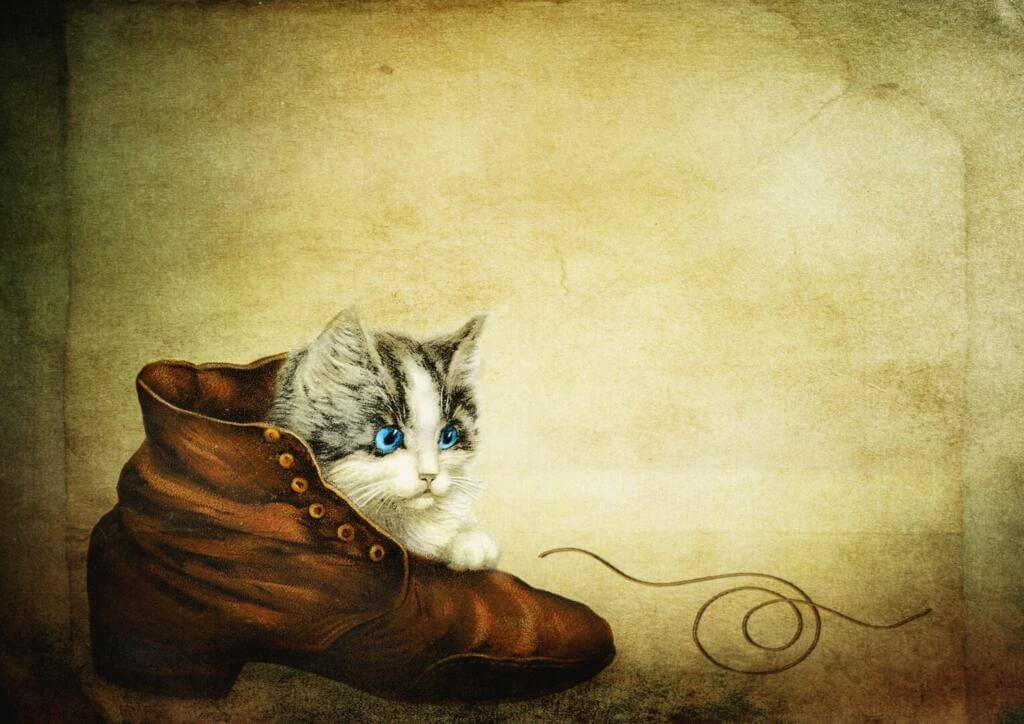 chat dans une chaussure