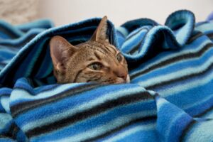 chat dans couverture