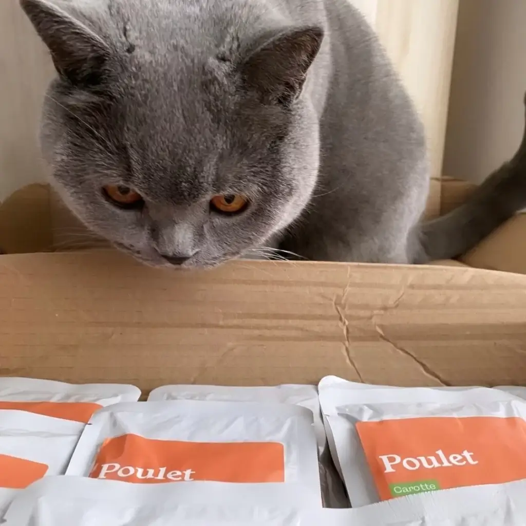 chat et pâtée petty Well