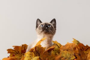 chat feuilles d'automne