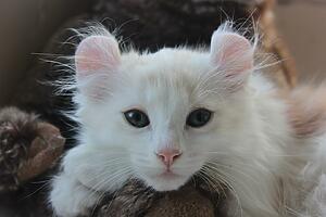 american curl