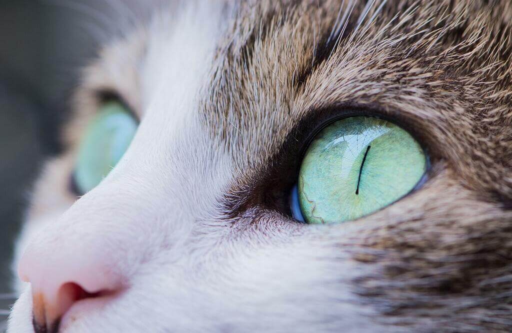 yeux de chat