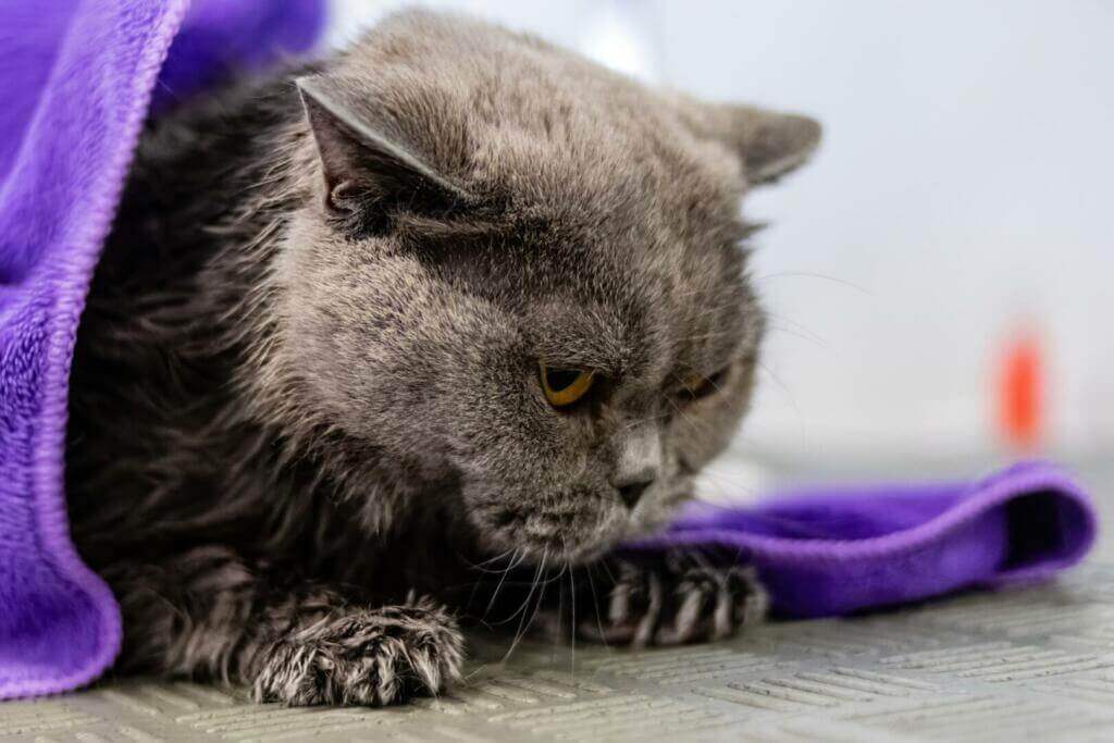 chat sous une couverture