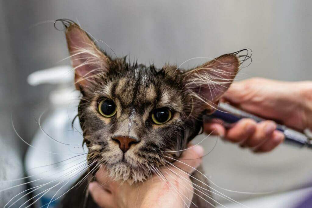 chat qui prend une douche