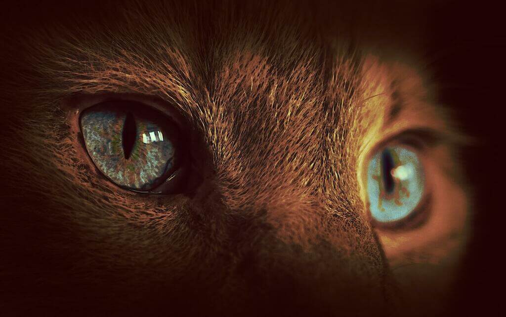 yeux de chat
