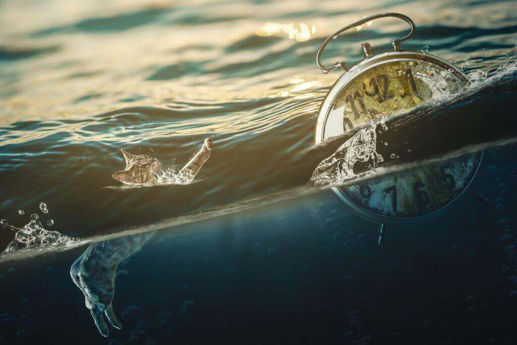 chat et réveil dans l'eau