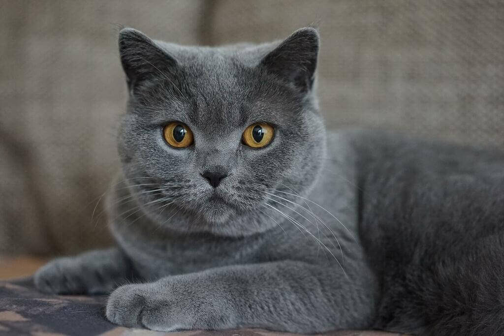 chat bleu Chartreux