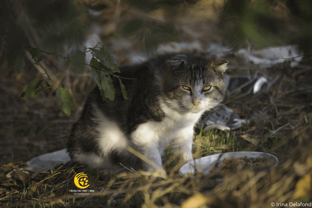 nourrissage de chat errant