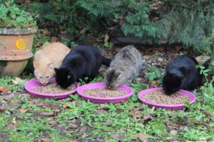 nourrissage de chats errants