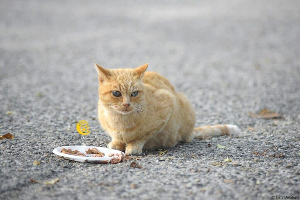 nourrissage de chat errant