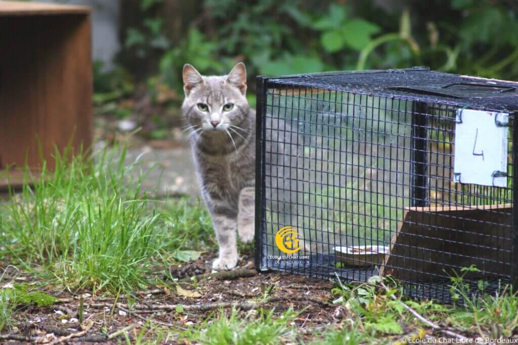 capture de chat errant