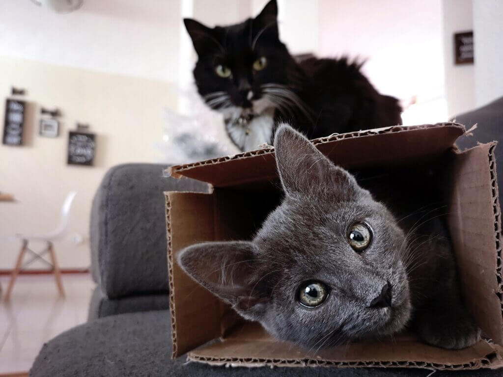 chats dans un carton de déménagement